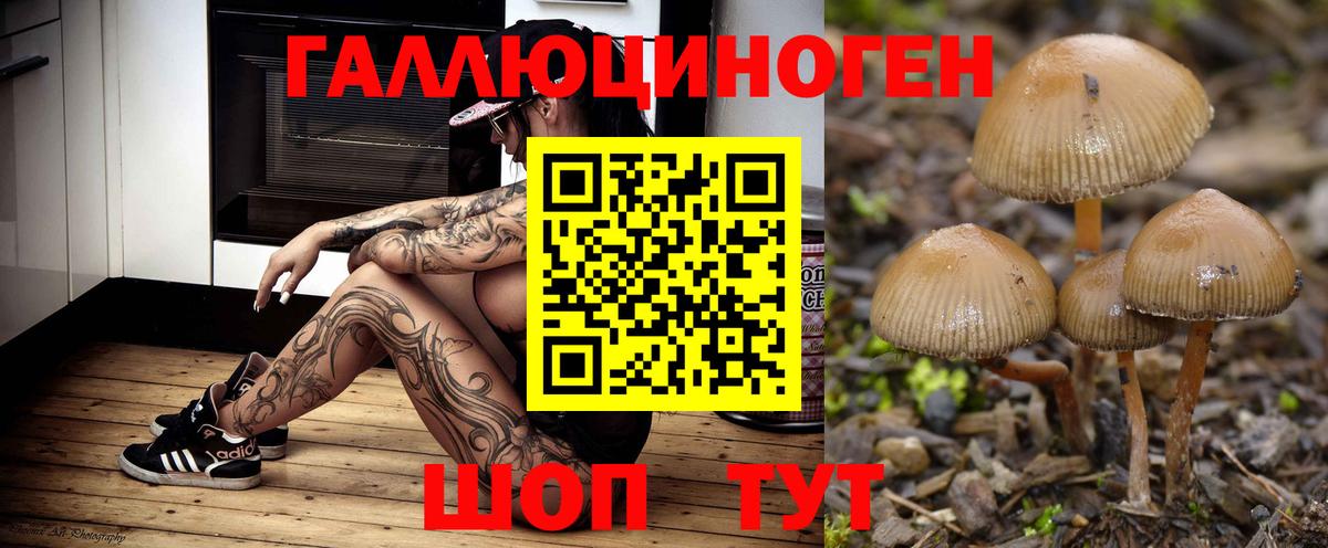 Псилоцибиновые грибы Cubensis Владимир